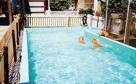 透き通ったプールで犬が泳ぐ様子