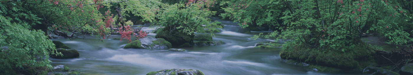 森の川